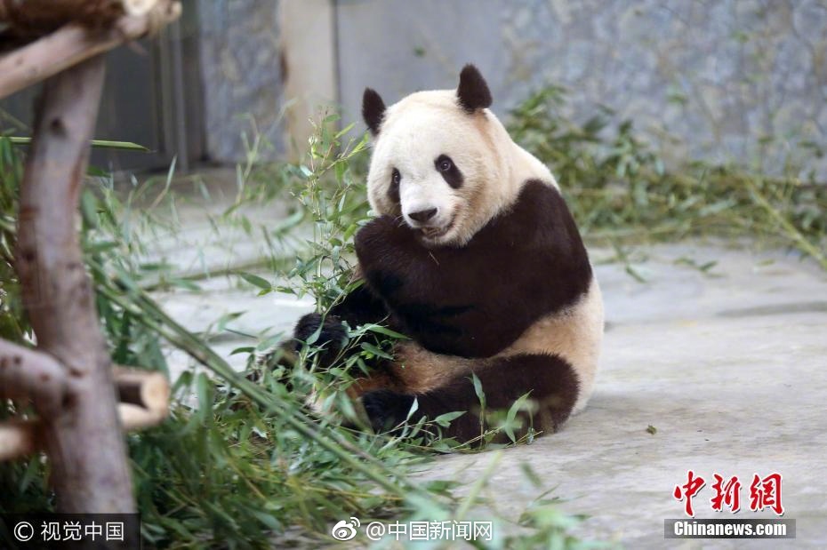 孕妇三级孕交片