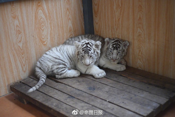 欧美性爱一级片