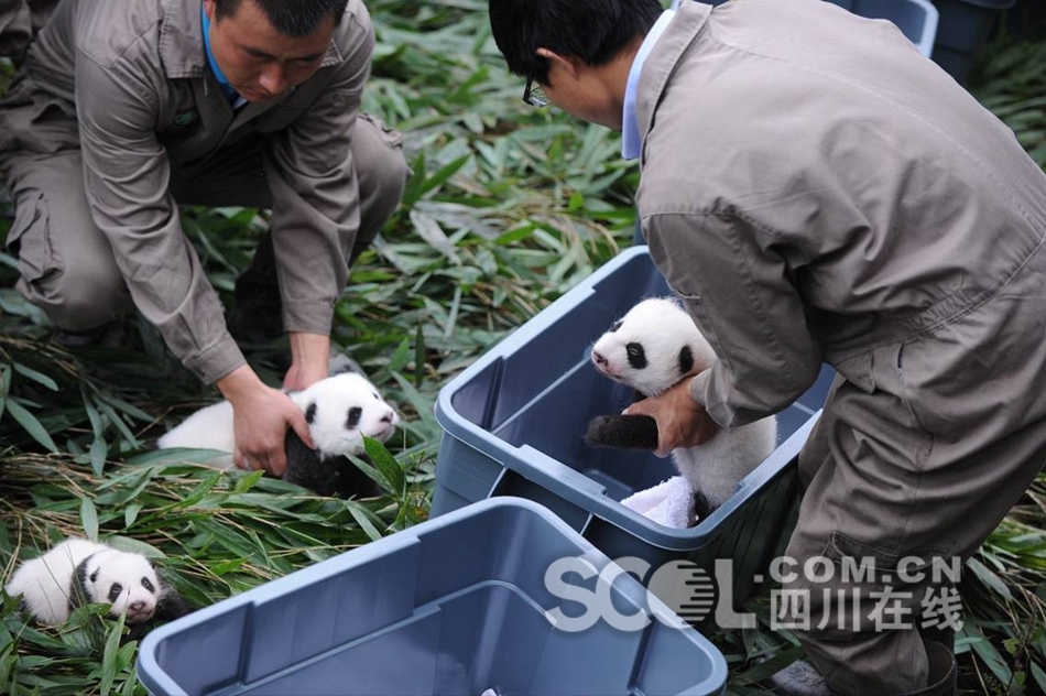 91精品国产一区二区三区香蕉