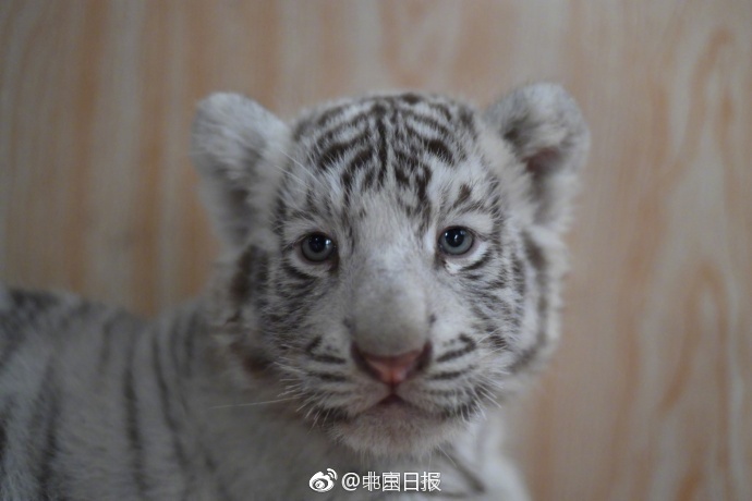 文爱自慰