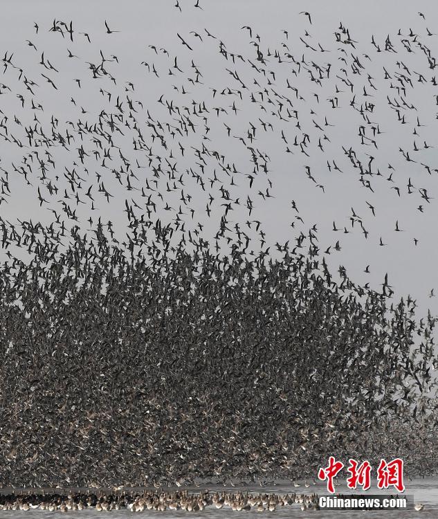 五十岁老熟妇淫乱视频