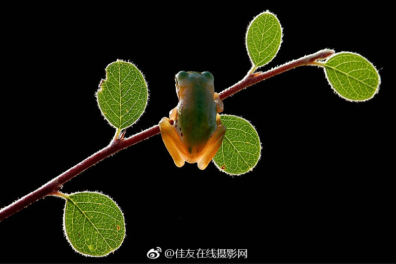 台灣三性