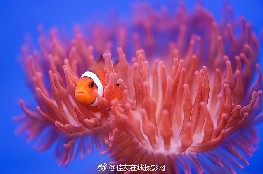 韓國女明星