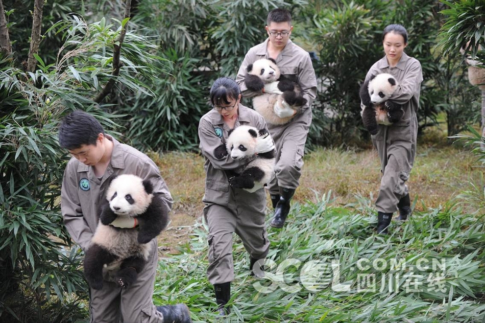 黄色视频小网站在线观看