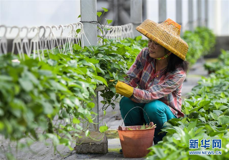 无限看黄色的网站