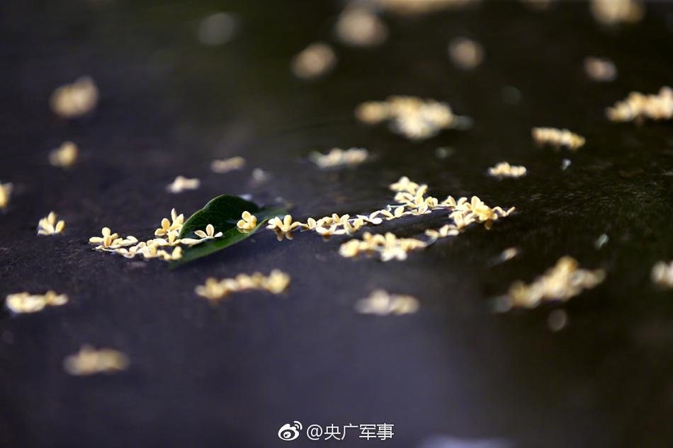 欧美少妇直播网站
