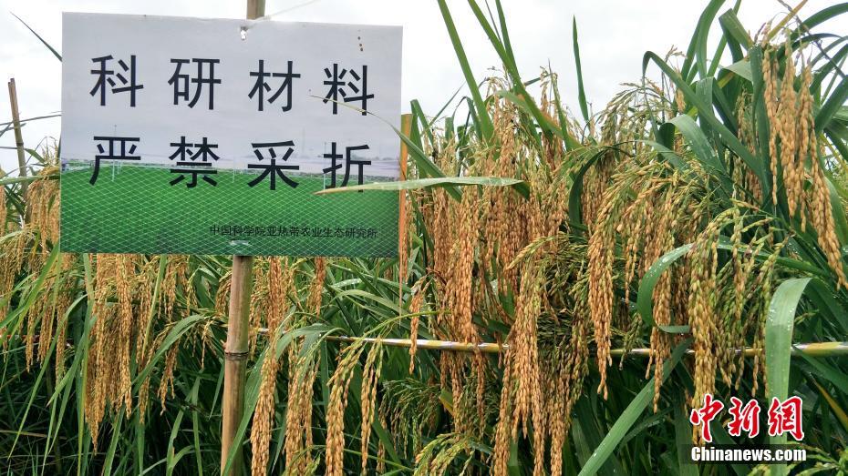 宫交喂不饱H