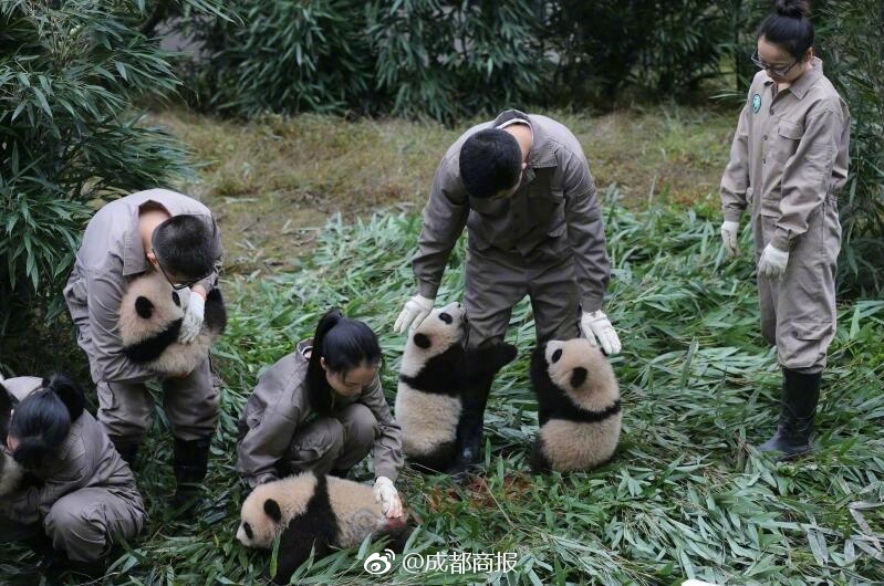 张筱雨两腿之间毛毛图片