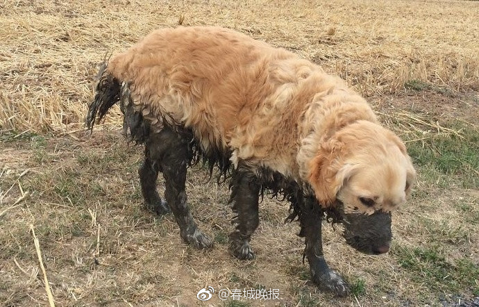 松下纱荣子肉体奉公Hd在线观看
