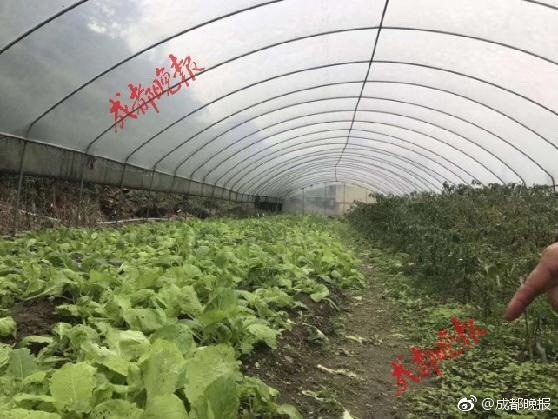 人人操人人草