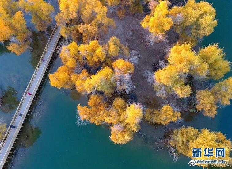 精品免费黄色高清视频