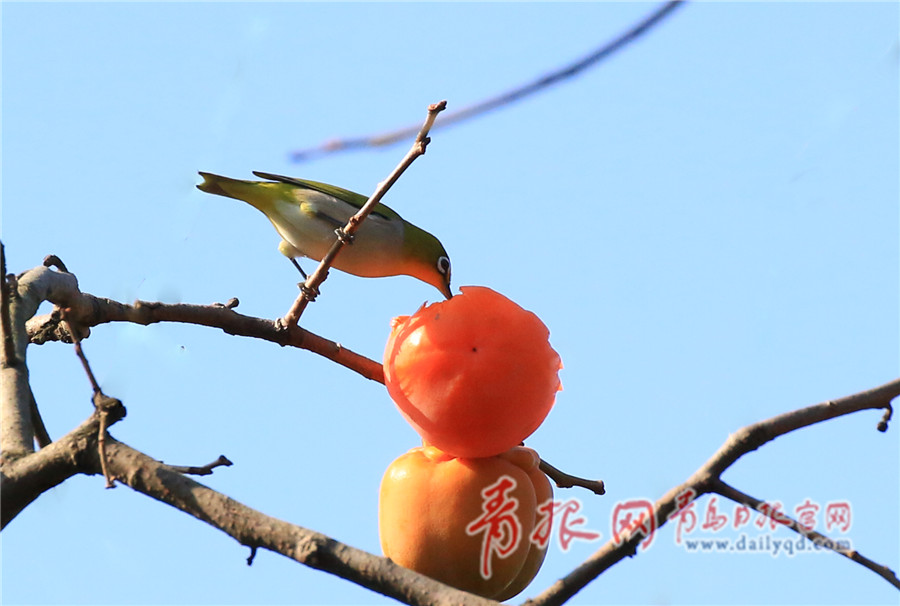 女生自衛