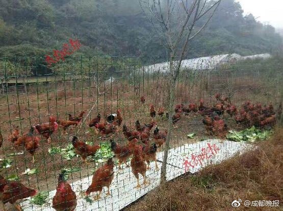 蝌蚪窝在线