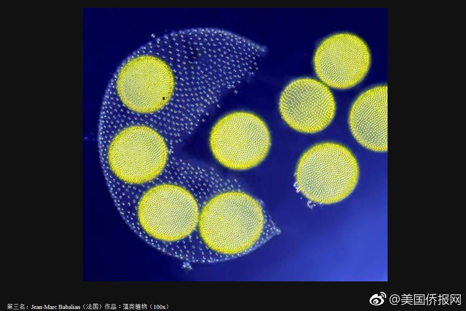 能看的黄片免费
