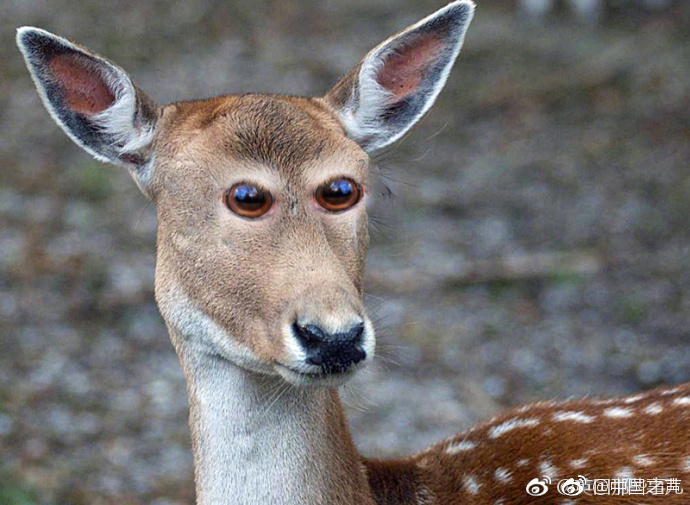 上原千明