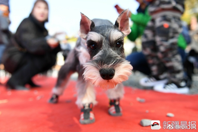 孕妇性爱视频无码