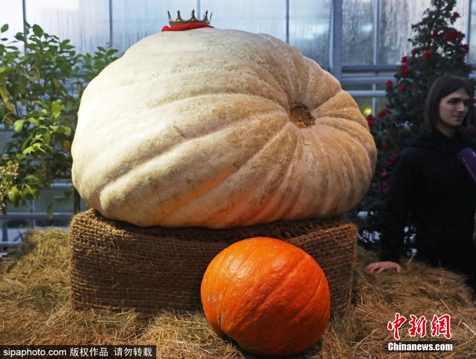 亚洲女人被黑人巨大进入