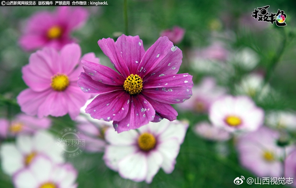 特美特黄欧美