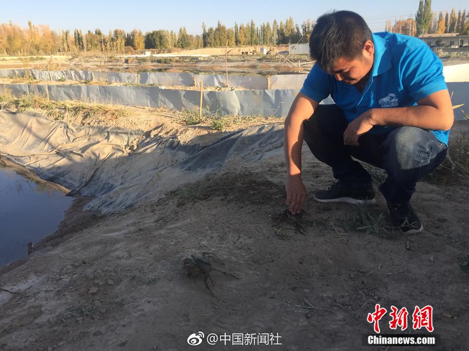 绿播