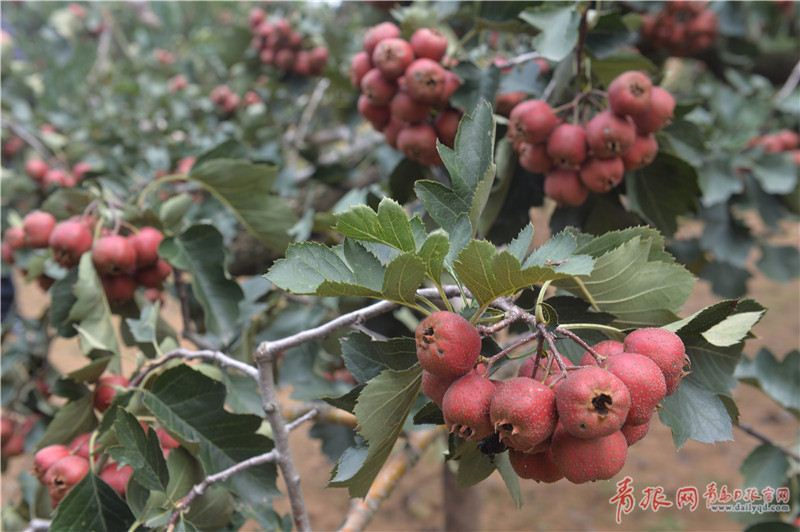 涼麵