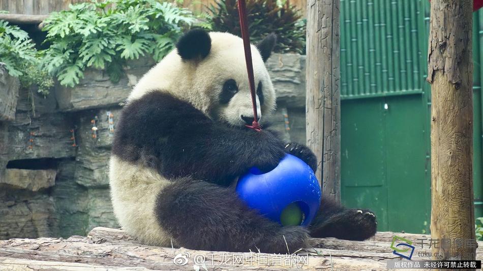 叼嘿网站