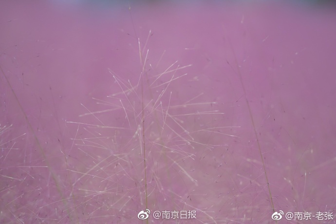 国产A级毛片