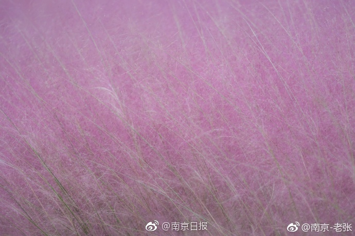 最大尺寸度的直播平台苹果版