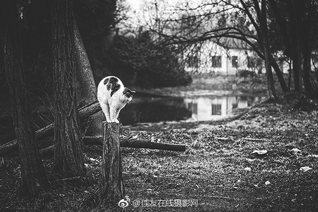 在线三区