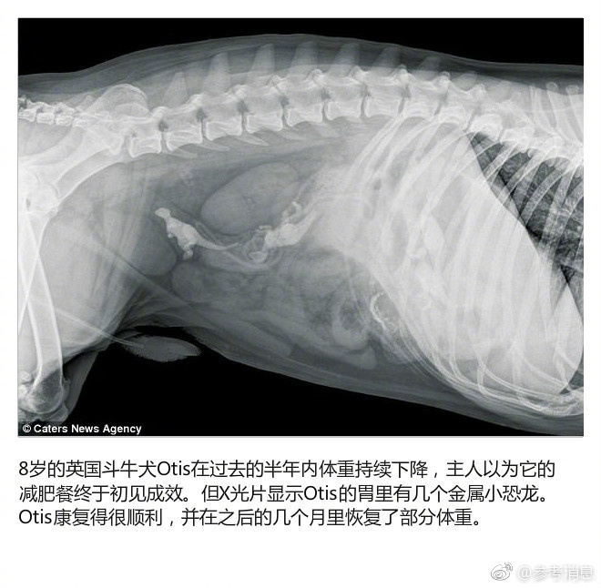 XAX MANTA UZUN HAYA背景图
