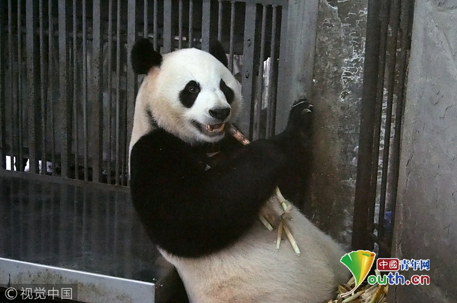 大黑狗操女人