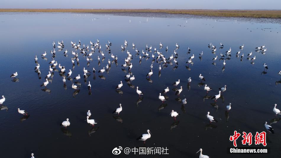 崔智娜