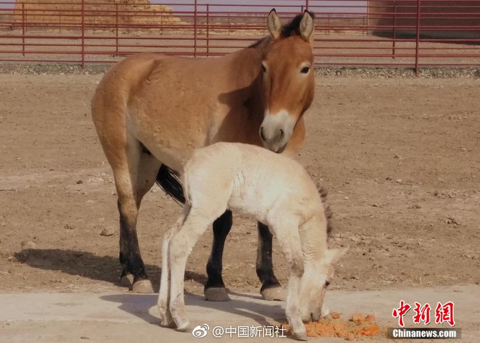 巨茎黑人大战范冰和刘涛