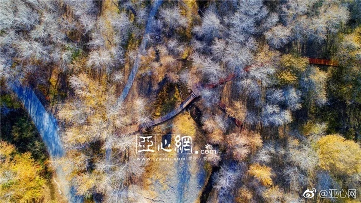 一级毛片视频