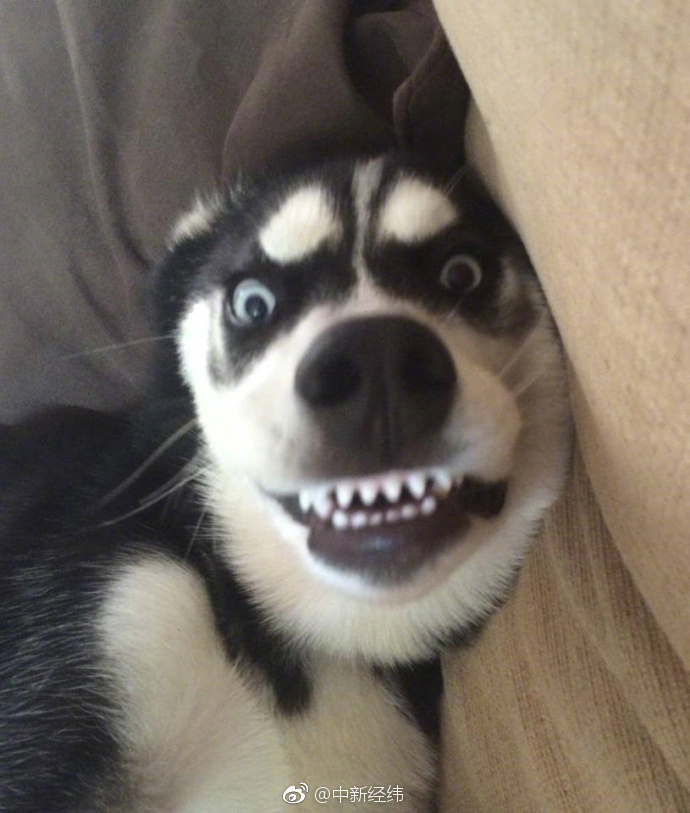 日日骚