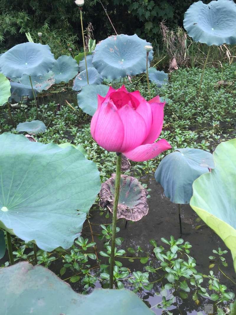 成 人 看 视 频 免 费