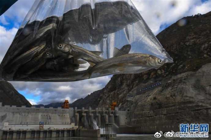 色撸撸