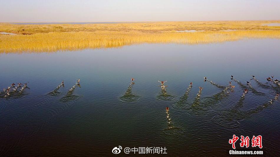 黄片短视频免费