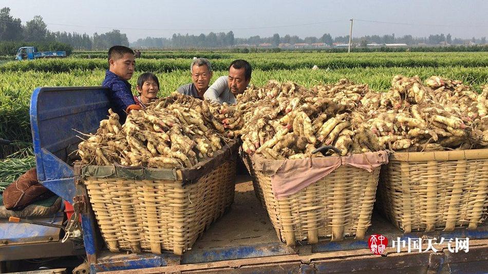 黄色高清无码