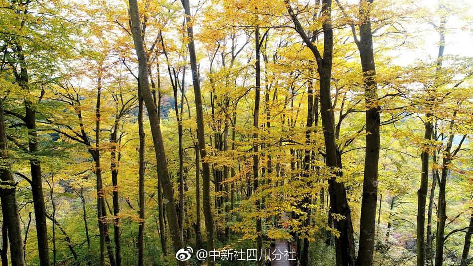 珍妮佛勞倫茲