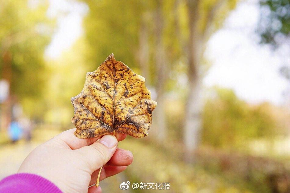 三上悠亚无码珍藏版流出