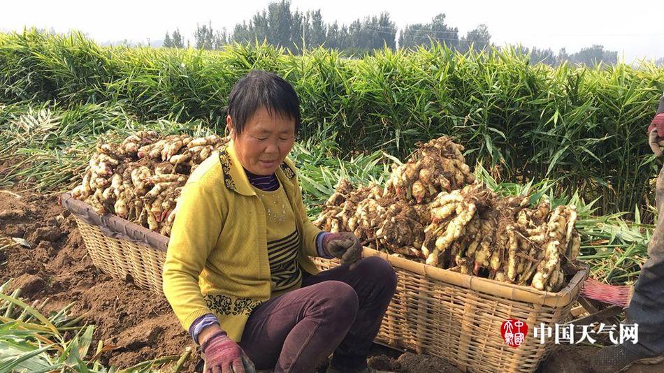 免费 A 片 直播 网