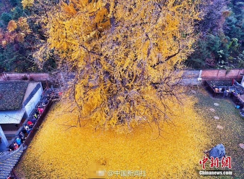 Chinese多毛Hd熟妇