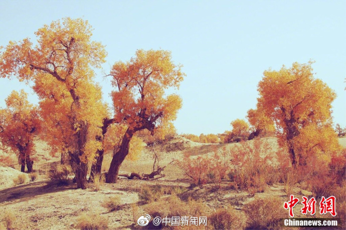 欧洲孕妇的性生活视频在线观看