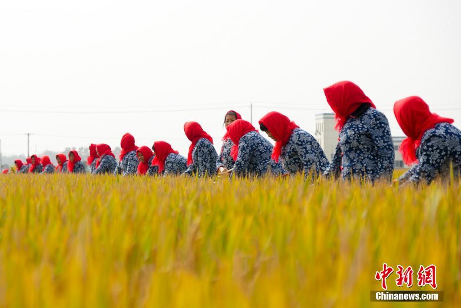 欧美无砖砖区免费