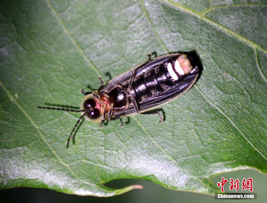 欧美丝袜足交视频