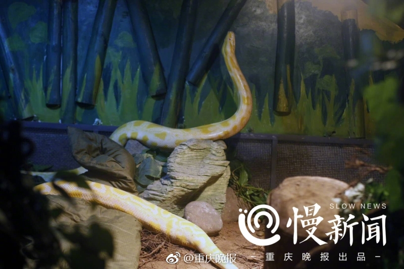 别揉我胸