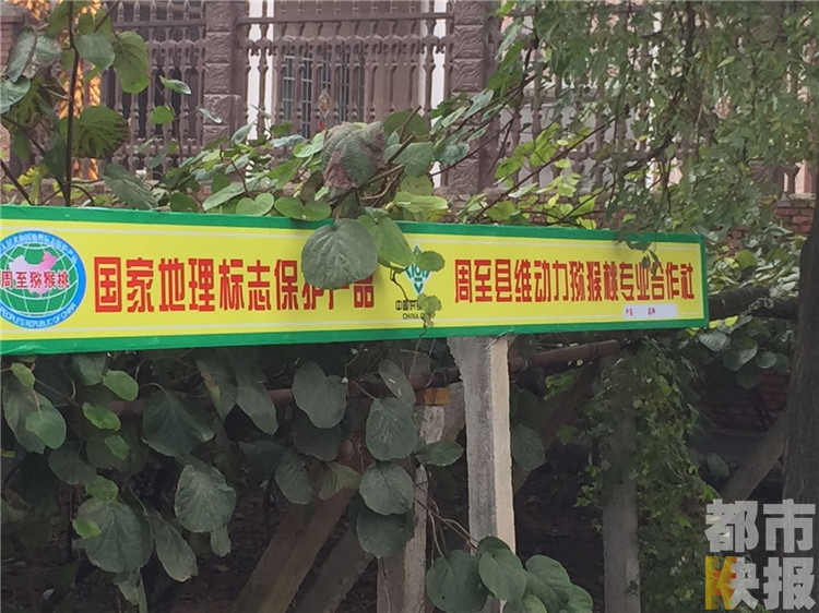 三级黄色孕妇性爱