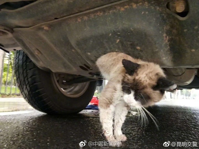 優月心菜