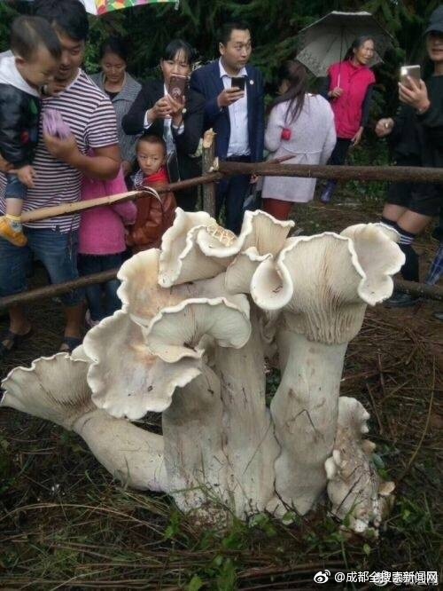 直播 色情 影片