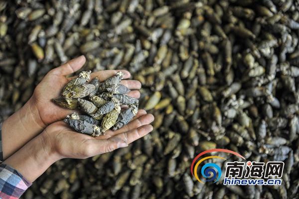 色色 视频 网